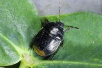Legnotus limbosus