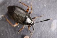 Capsus ater