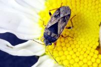 Trapezonotus ullrichi