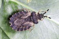Aradus versicolor