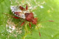 Rhopalus subrufus