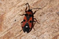 Horvathiolus superbus