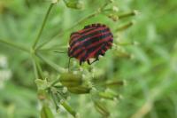 Graphosoma italicum