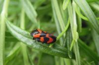 Cercopis vulnerata