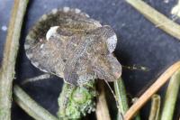 Dyroderes umbraculatus