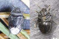 Ochetostethus nanus/tarsalis