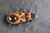 Horvathiolus superbus