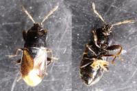 Plinthisus brevipennis