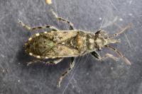 Heterogaster urticae