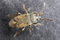 Megalonotus emarginatus