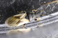 Metopoplax ditomoides