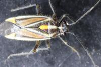 Horistus orientalis