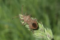 Coreus marginatus