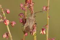 Ceraleptus lividus