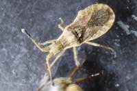 Spathocera lobata