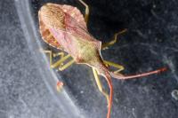 Haploprocta sulcicornis