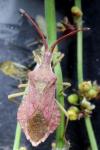 Haploprocta sulcicornis