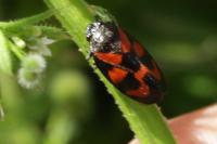 Cercopis vulnerata