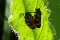 Cercopis intermedia