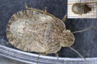 Sciocoris homalonotus