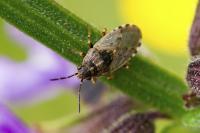 Platyplax salviae