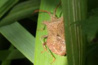 Coreus marginatus