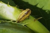 Philaenus spumarius