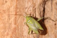 Closterotomus norwegicus