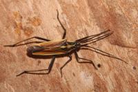 Leptopterna dolabrata