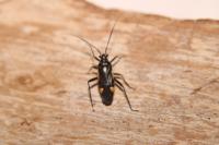 Capsodes sulcatus