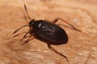 Capsus ater