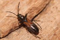 Pterotmetus staphyliniformis