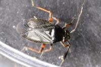 Capsus ater
