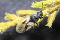 Metopoplax ditomoides