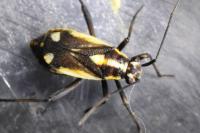 Capsodes sulcatus