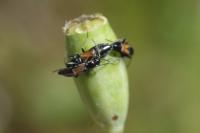 Pterotmetus staphyliniformis