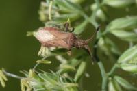 Coriomeris denticulatus