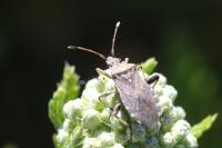 Ceraleptus gracilicornis