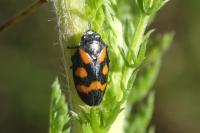 Cercopis sanguinolenta