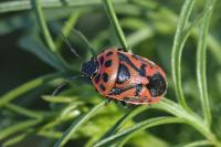 Eurydema ornata