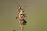 Calocoris roseomaculatus