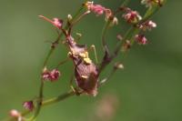 Haploprocta sulcicornis