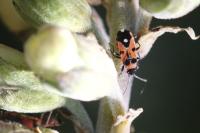 Horvathiolus superbus