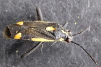 Capsodes sulcatus
