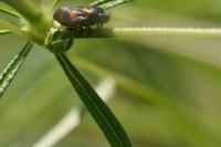 Cercopis sanguinolenta