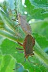 Coreus marginatus