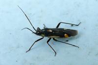 Capsodes sulcatus