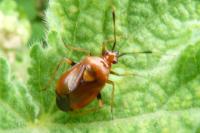 Deraeocoris ruber