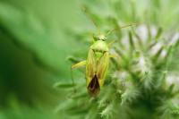 Closterotomus norwegicus