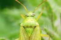 Closterotomus norwegicus